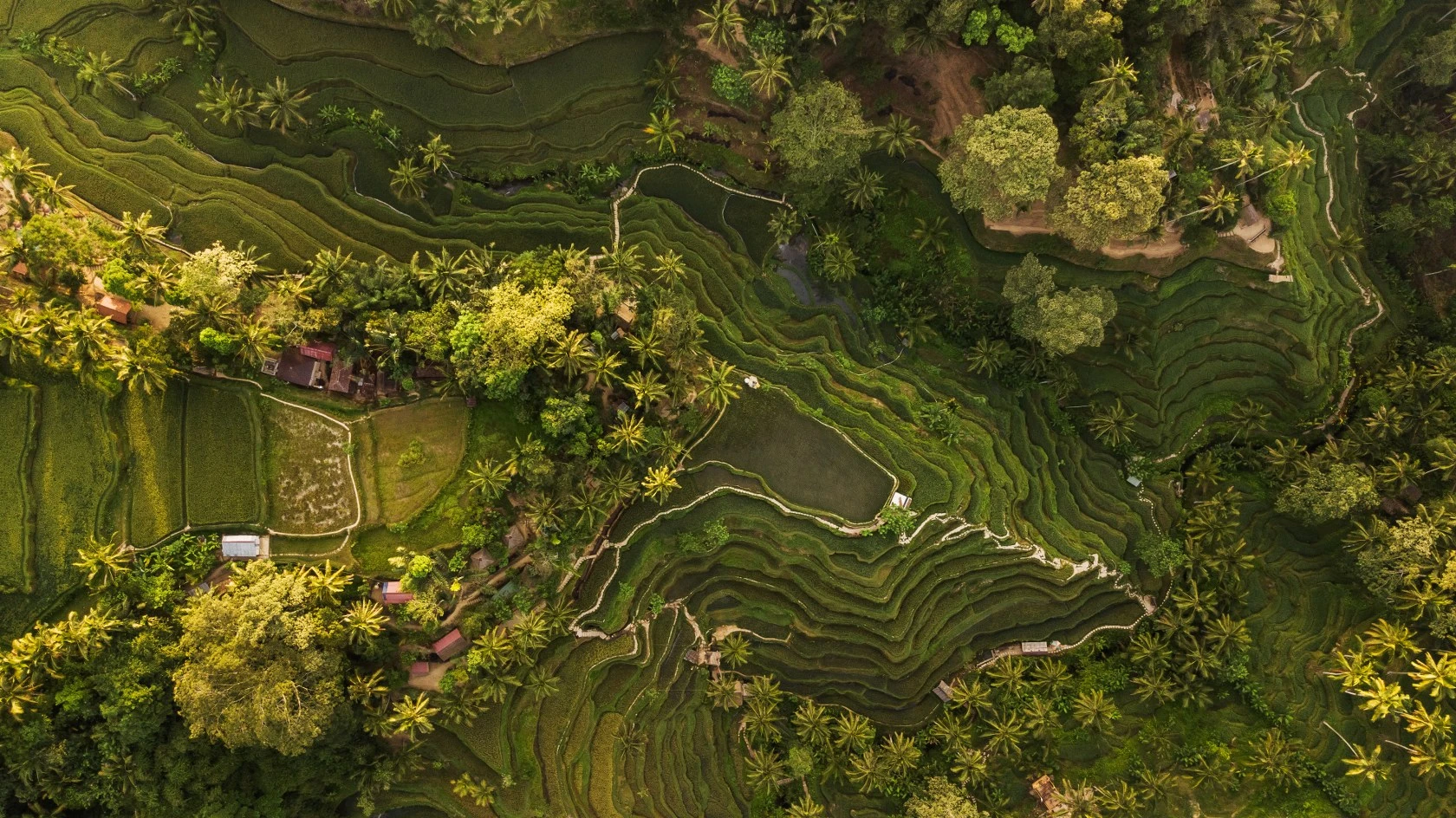 The Rice Fields